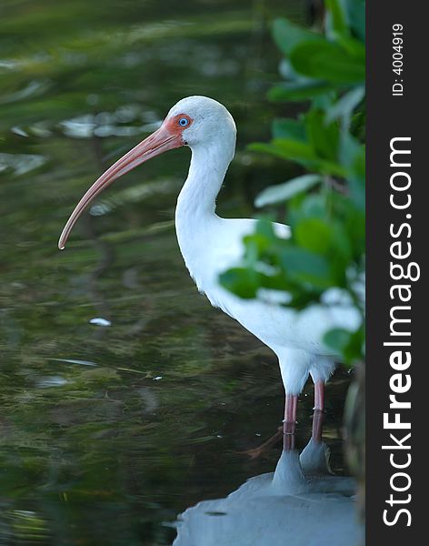 A beautiful natural history image of a white ibis wading in the brackish waters of south florida.