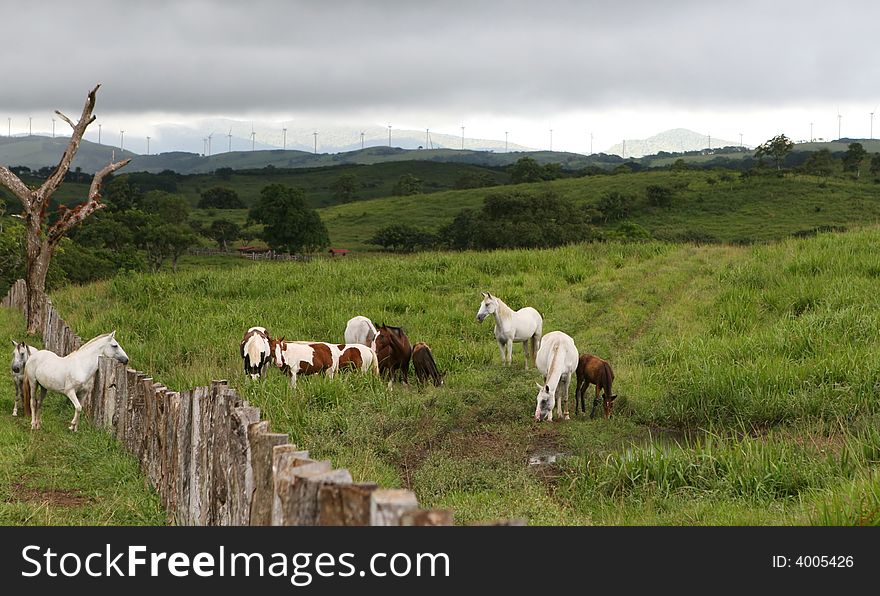 Horses graze peacefully in Costa Rica. Horses graze peacefully in Costa Rica