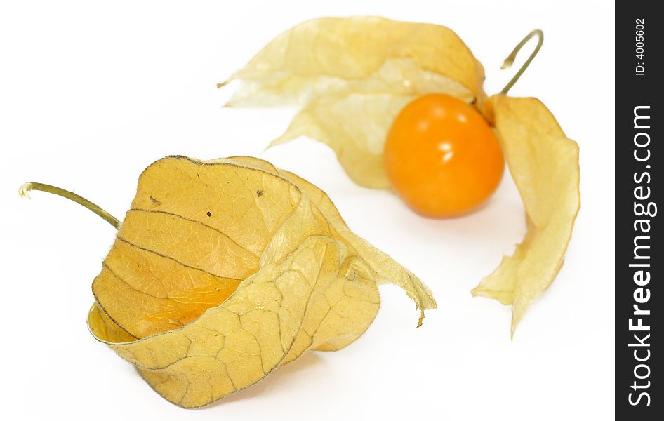 Physalis on a white background