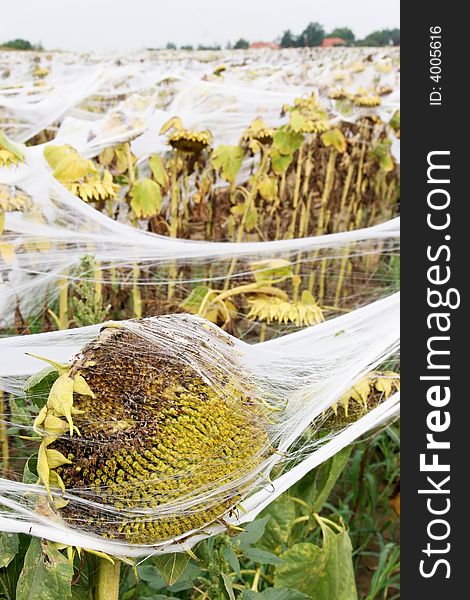 Sunflowers covered of nets, a field of sunflowers