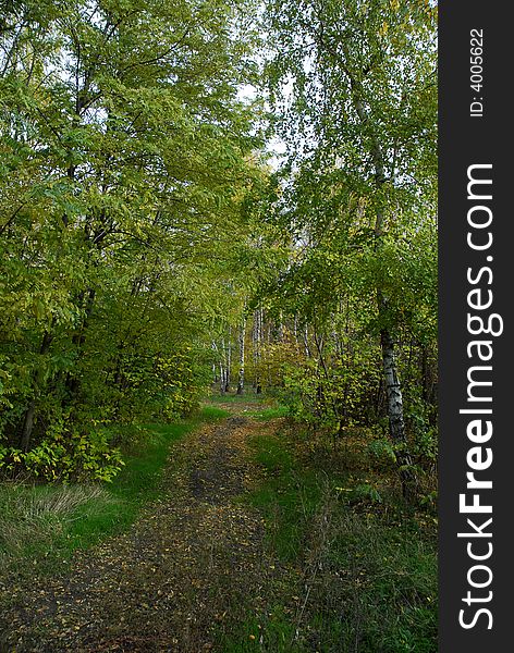 Autumn colourful forest with many trees