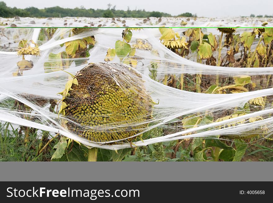 Sunflowers covered of nets, a field of sunflowers