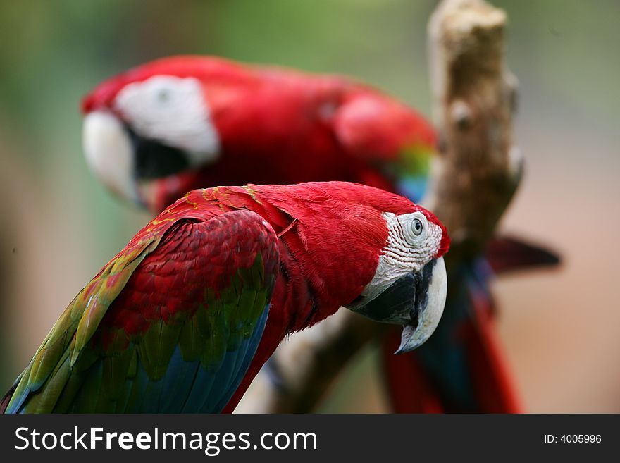 A shot of Scarlet Macaws