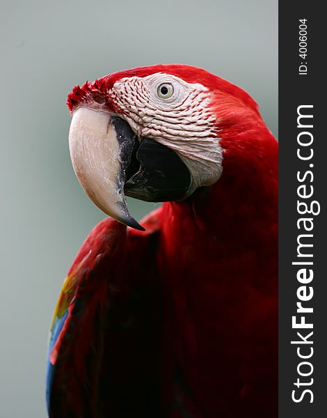 A shot of Scarlet Macaws