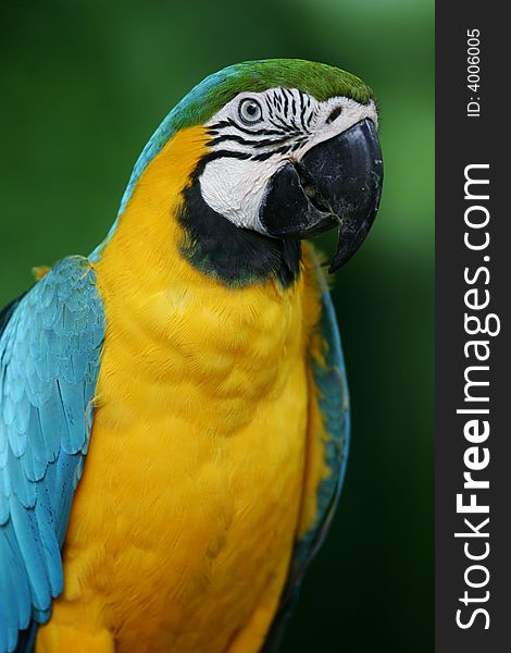 A shot of Blue & Yellow Macaws