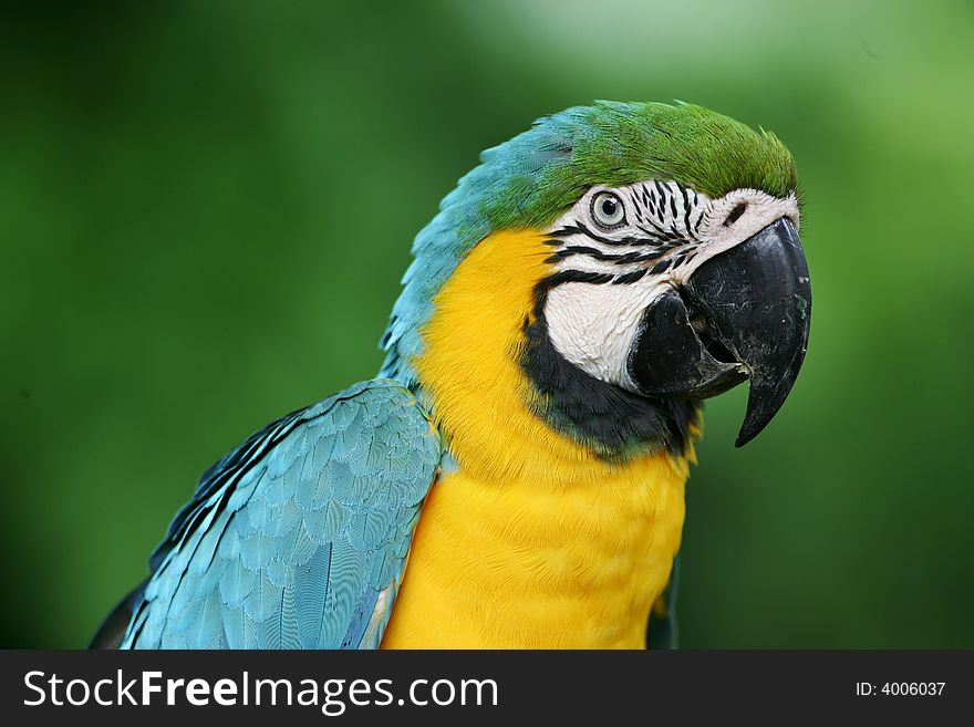 A shot of Blue & Yellow Macaws