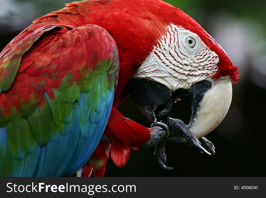 A shot of Scarlet Macaws