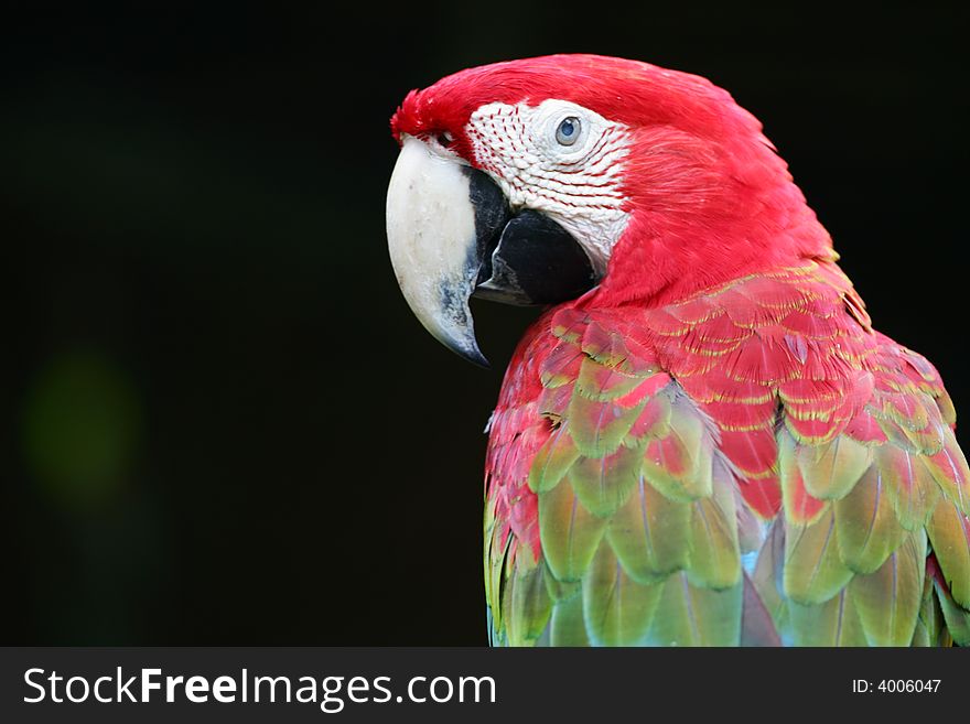 A shot of Scarlet Macaws