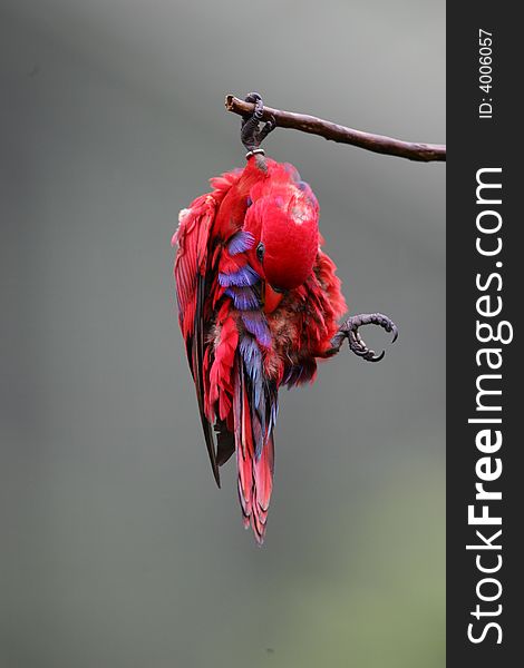 A shot of a Lorikeet. A shot of a Lorikeet