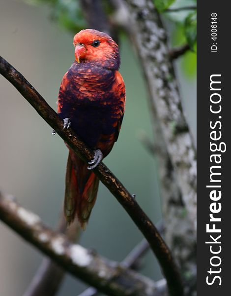 A shot of a Lorikeet. A shot of a Lorikeet