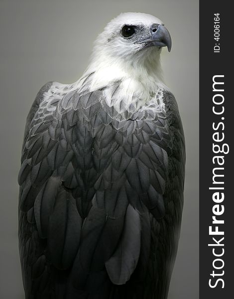 A shot of White Bellied Sea Eagle