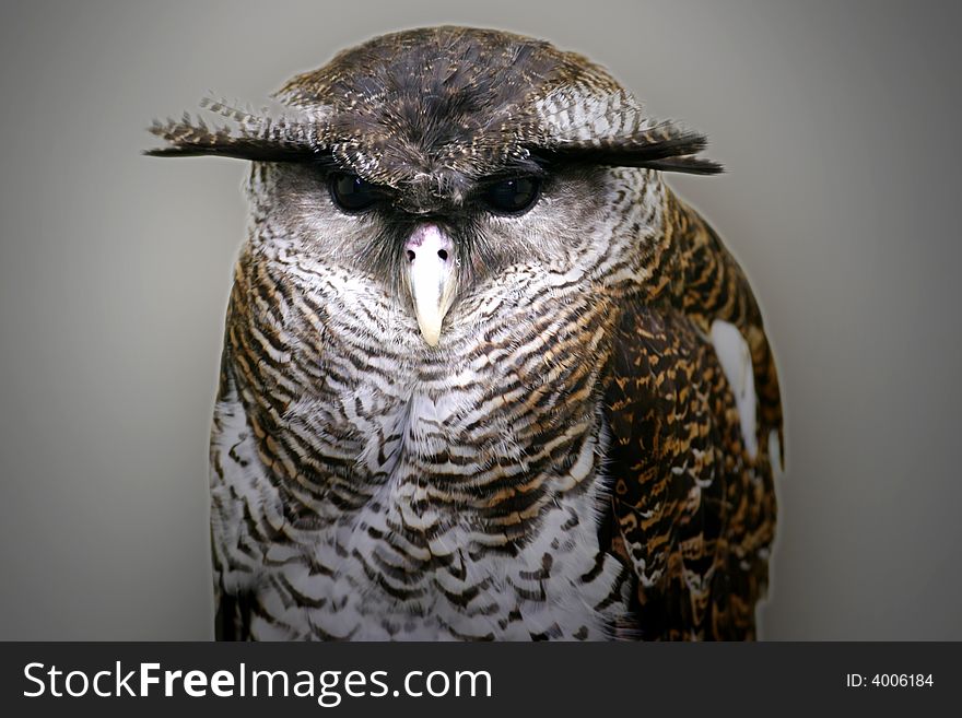 A shot of a Malay Eagle Owl