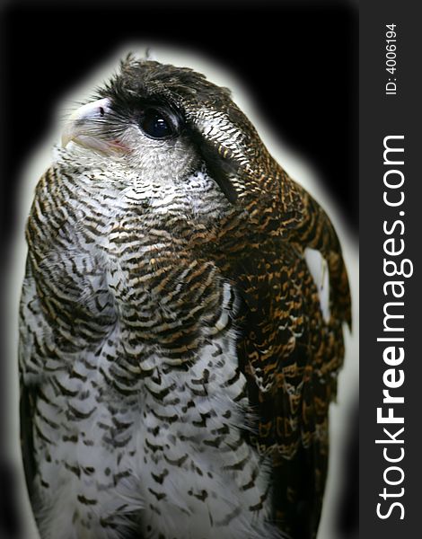 Malay Eagle Owl