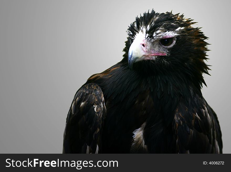 A shot of a Wedge Tail Eagle