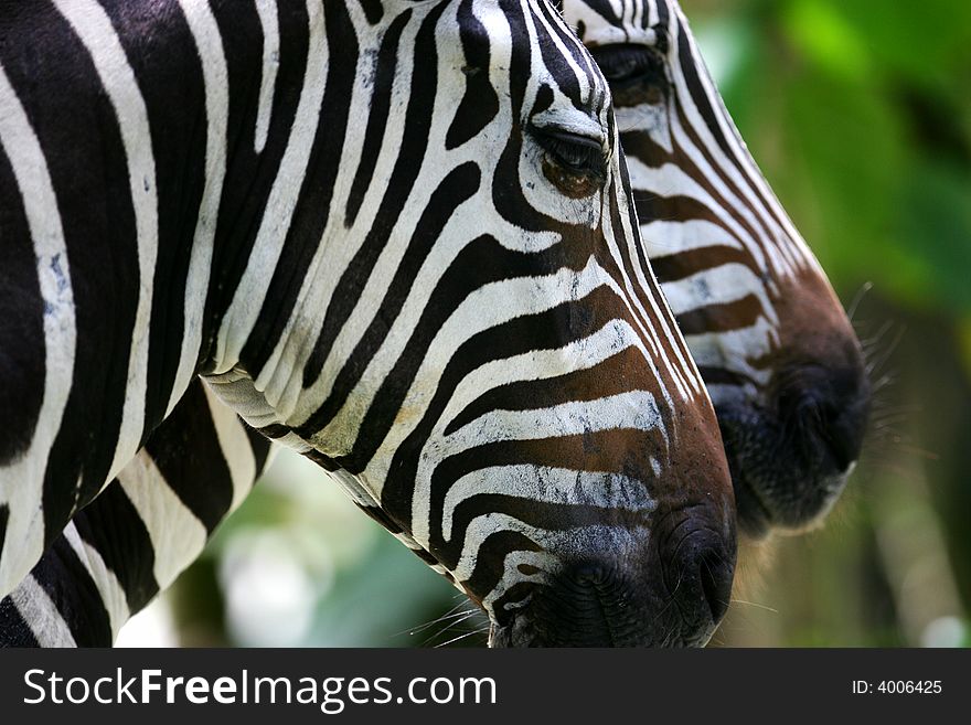 A shot of a herd of African Zebra
