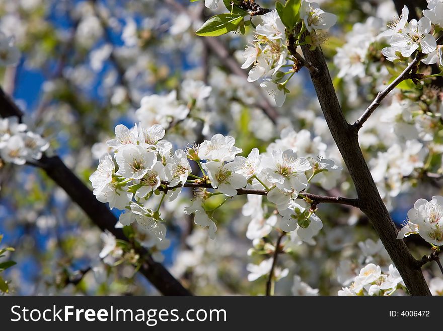 Plum Tree Blossoms