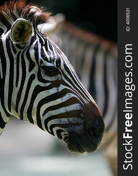 A shot of a herd of African Zebra