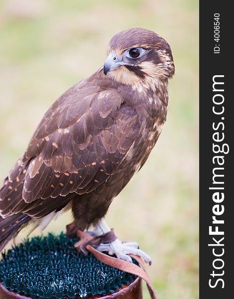 A hunting falcon on its perch