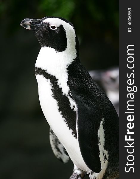 Magellan Penguin