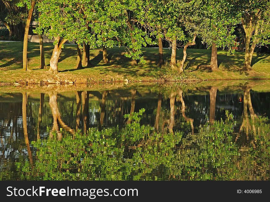 Tree reflection in the lake