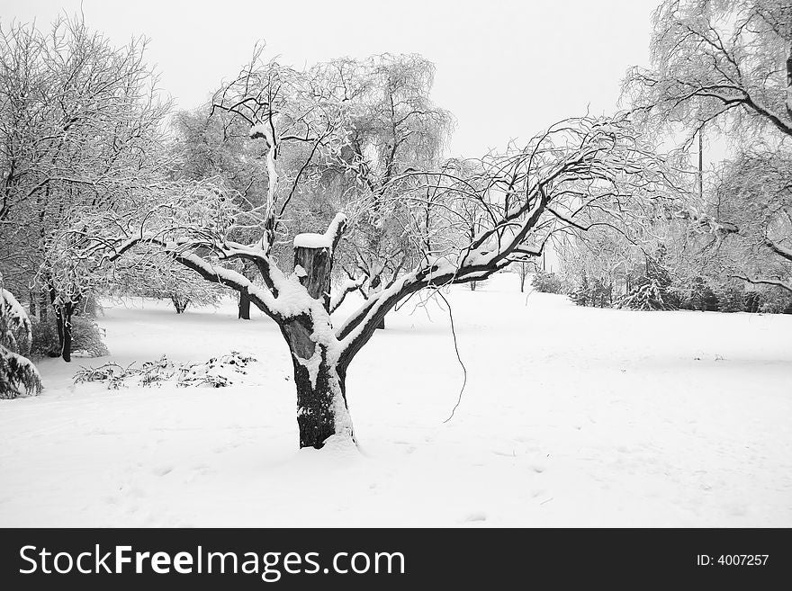 Tree in forest under snow