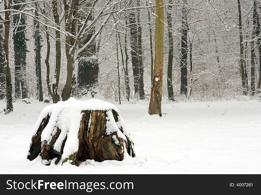 Tree under snow in forest. Tree under snow in forest
