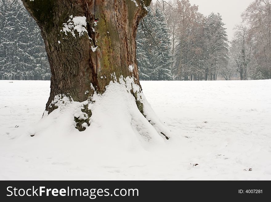Tree under snow in forest