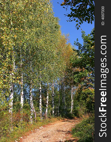 Autumn birch tree with green-golden leaves. Autumn birch tree with green-golden leaves