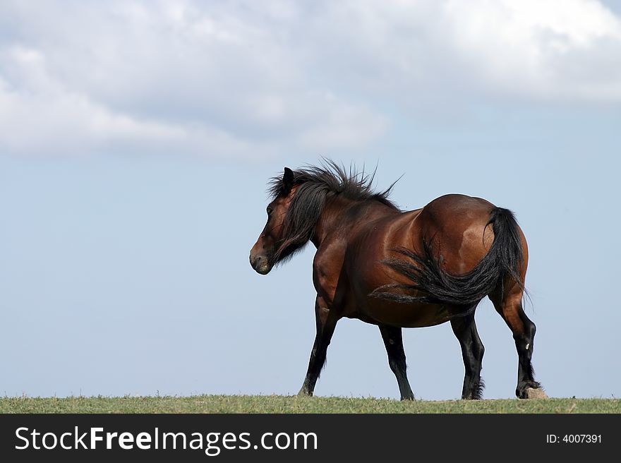 Beautiful wild horse on meadow