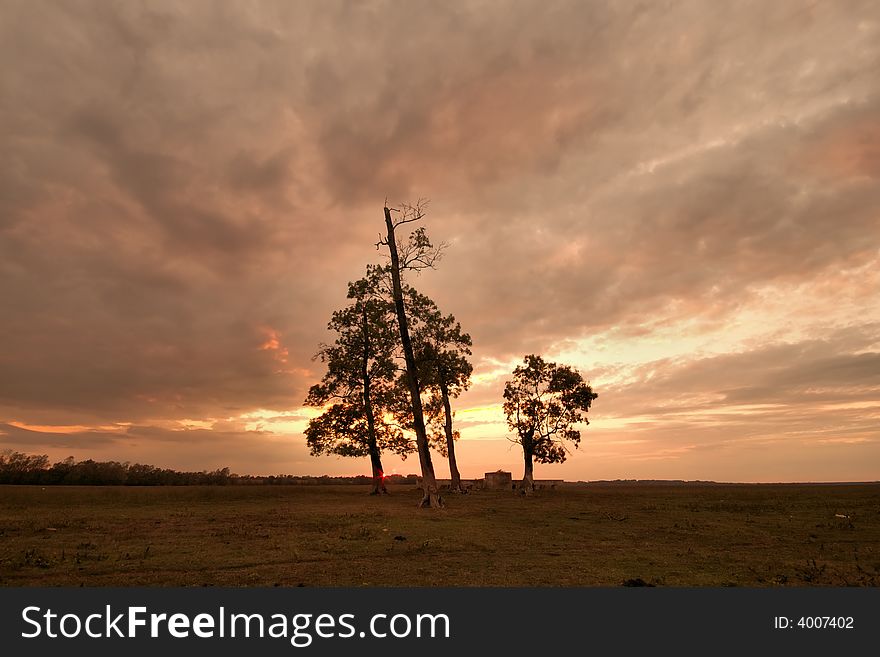 Lonely three trees on meadow at sunset. Lonely three trees on meadow at sunset