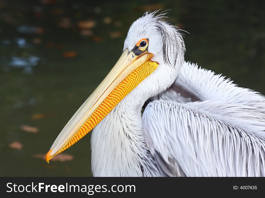 Close up portrait of pelican. Close up portrait of pelican