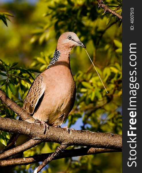 Wild pigeon with a straw in its beak, on a tree branch. Wild pigeon with a straw in its beak, on a tree branch