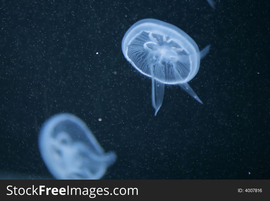 Two Sea Jellyfishes