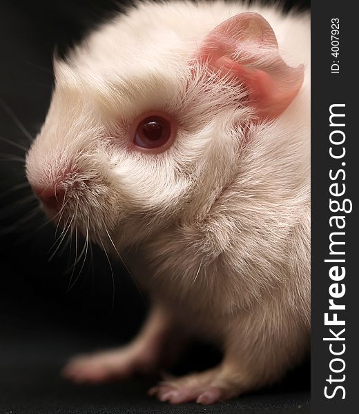 Macro of a very little guinea pig. Macro of a very little guinea pig