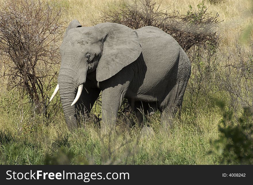 Elephant bull in the Kruger National Park, South Africa