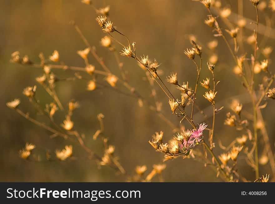 A view in parks of italy showing late autumn nature. A view in parks of italy showing late autumn nature