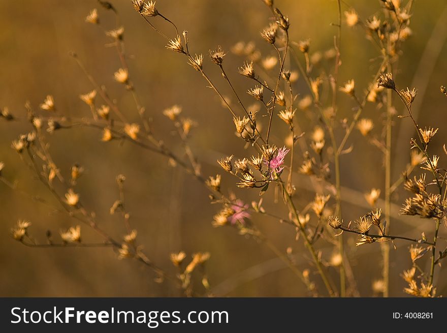 A view in parks of italy showing late autumn nature. A view in parks of italy showing late autumn nature