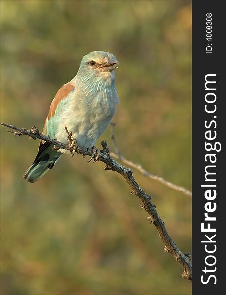 A European Roller basking in the late afternoon sun