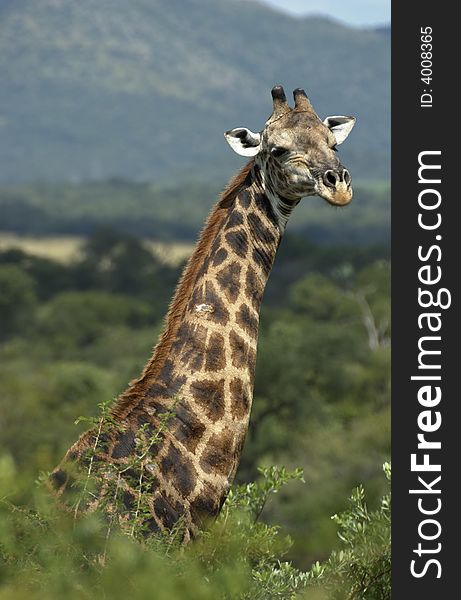 A baby giraffe sticks her neck out in the Kruger National Park, South Africa