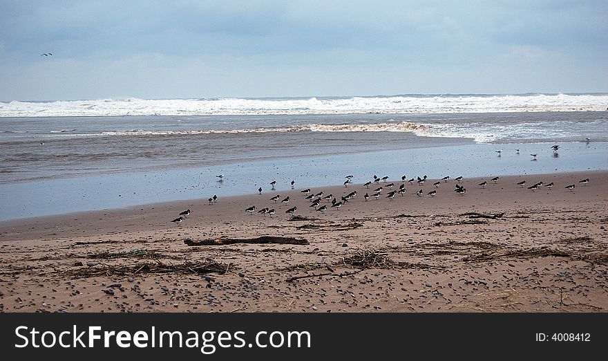 Oystercatchers on Brora a Beach,Sutherland, Scotland, UK