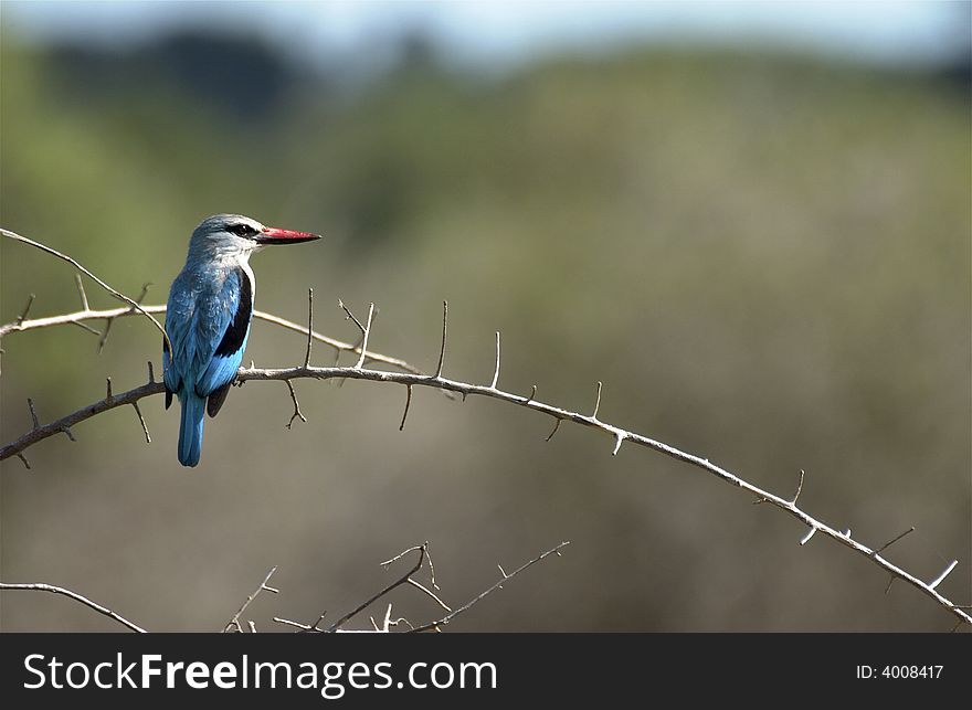 A woodlands Kingfisher perched on a branch