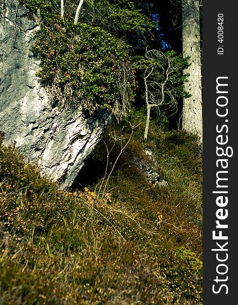 A view in parks of italy showing late autumn nature. A view in parks of italy showing late autumn nature