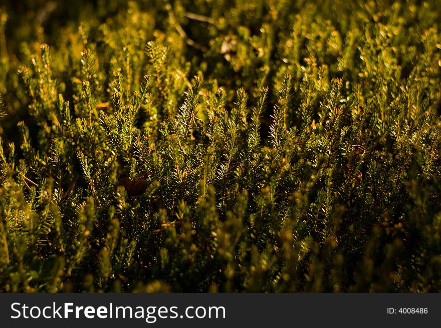 A view in parks of italy showing late autumn nature. A view in parks of italy showing late autumn nature