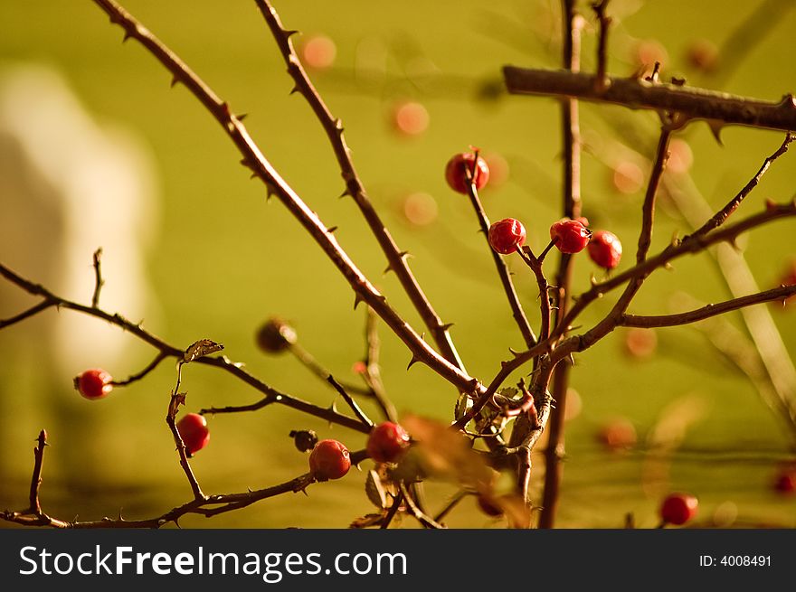 A view in parks of italy showing late autumn nature. A view in parks of italy showing late autumn nature