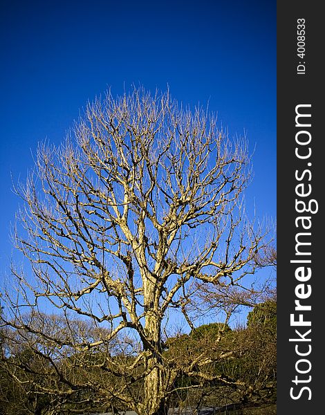 A leafless tree during winter