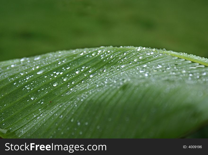 Fresh drops on a leaf after the rain