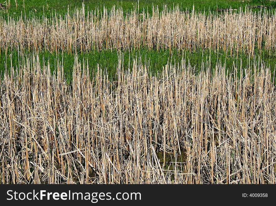 Wild Reeds In Marshland