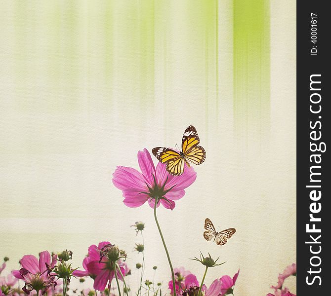 Cosmos Flower With Butterfly On Paper Background. Cosmos Flower With Butterfly On Paper Background