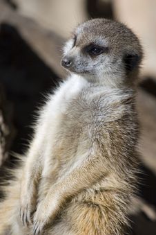 Meercat Enjoying Sun Stock Photography Meercat Enjoying Sun Stock Photography