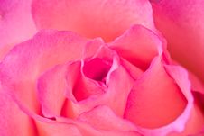 Valentine Rose Stock Image